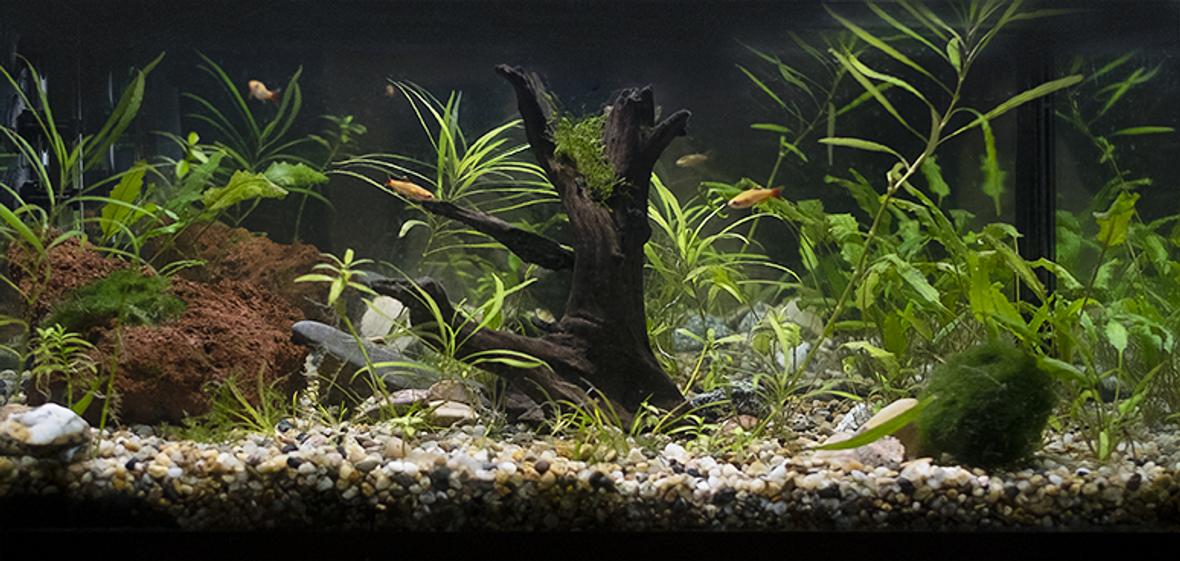 freshwater fish stocking in 10 gallons tank - My first tank