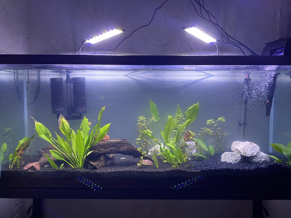 55 gallons planted tank (mostly live plants and fish) - 55 gallon planted tank. Houses 5 synodontis multipunctatus catfish, 4 corydoras, 6 tiger barbs, and 1 Red Tail Shark