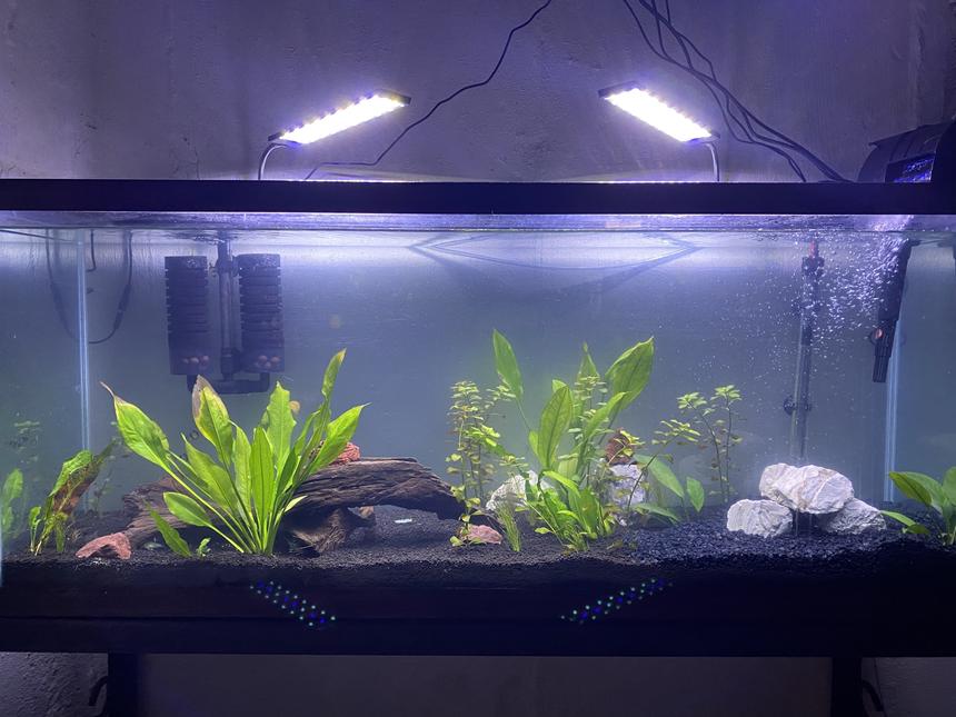 Rated #25: 55 Gallons Planted Tank - 55 gallon planted tank. Houses 5 synodontis multipunctatus catfish, 4 corydoras, 6 tiger barbs, and 1 Red Tail Shark