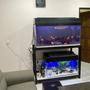 120 gallons freshwater fish tank (mostly fish and non-living decorations) - New tank setup