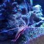 corals inverts stocking in 125 gallons tank - Scarlet Cleaner Shrimp
