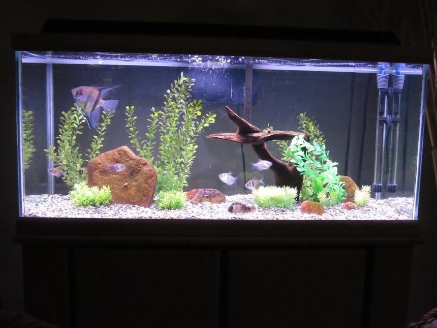 Rated #8: 75 Gallons Freshwater Fish Tank - Oceanic 30 gallon granite finish tank and stand from the mid 90's. Marine Land 160 Bio wheel filter. Angel and black skirt tetras.