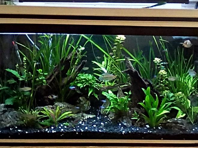80 gallons planted tank (mostly live plants and fish) - Full view
