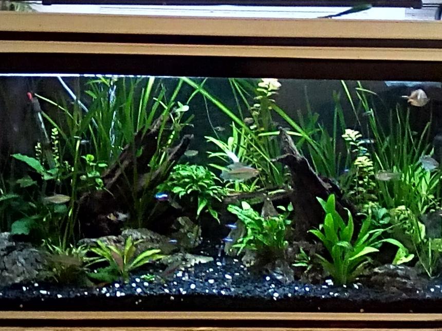 Rated #21: 80 Gallons Planted Tank - Full view