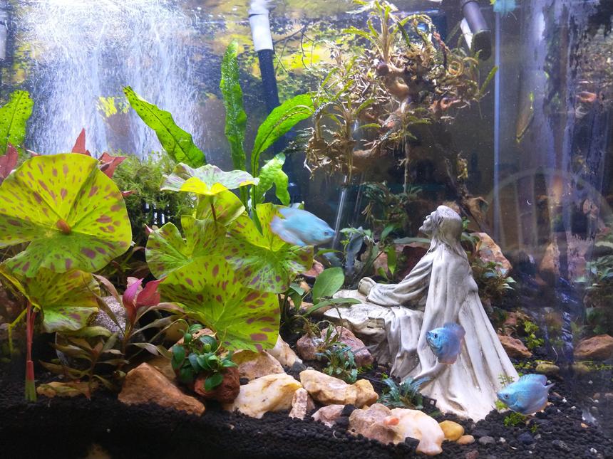 Rated #23: 20 Gallons Planted Tank - In the garden