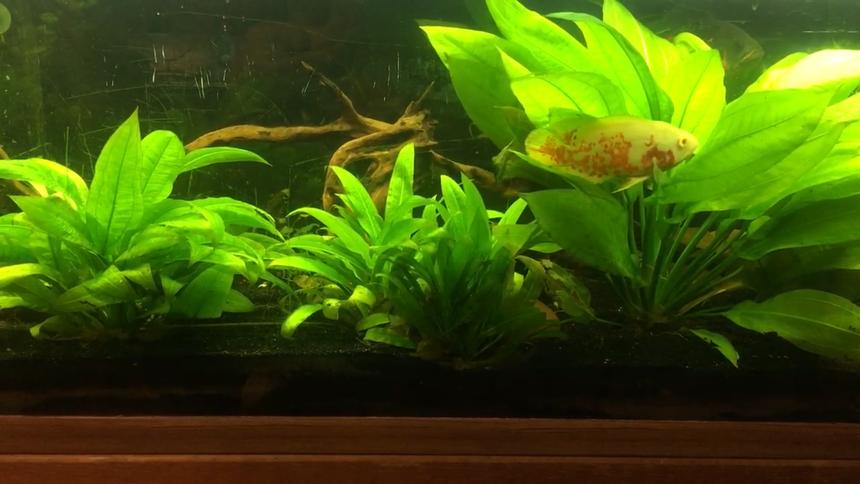 Rated #2: Freshwater Fish Stocking In 125 Gallons Tank - Oscar Amozon Jungle