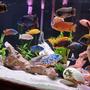 fish tank picture - African Cichlid tank Peacocks and haps