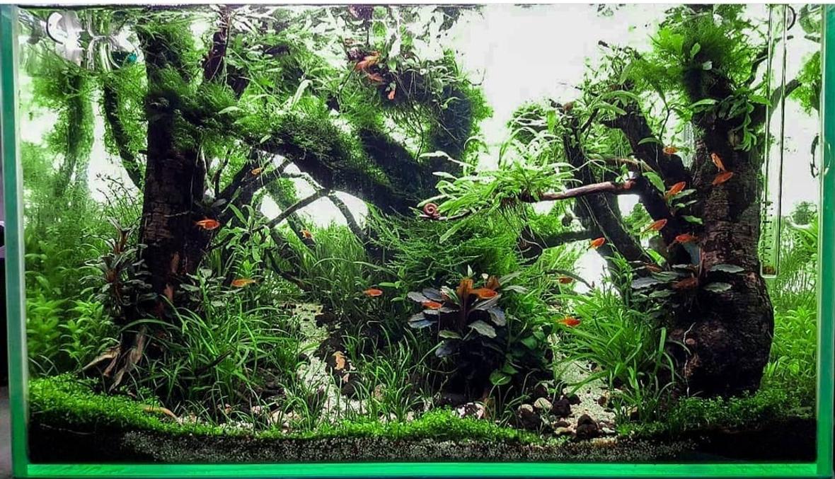 18 gallons planted tank (mostly live plants and fish) - Nature