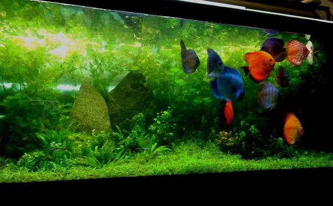 150 gallons planted tank (mostly live plants and fish) - My baby