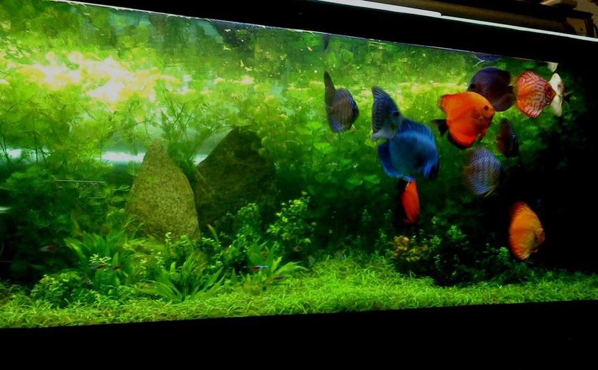 Rated #5: 150 Gallons Planted Tank - My baby