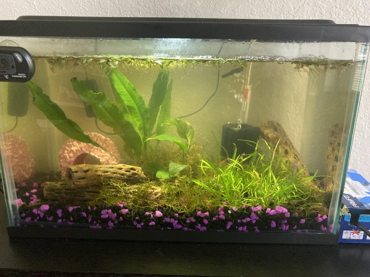 5 gallons planted tank (mostly live plants and fish) - shrimp tank :)