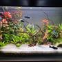 14 gallons planted tank (mostly live plants and fish) - At 5 months