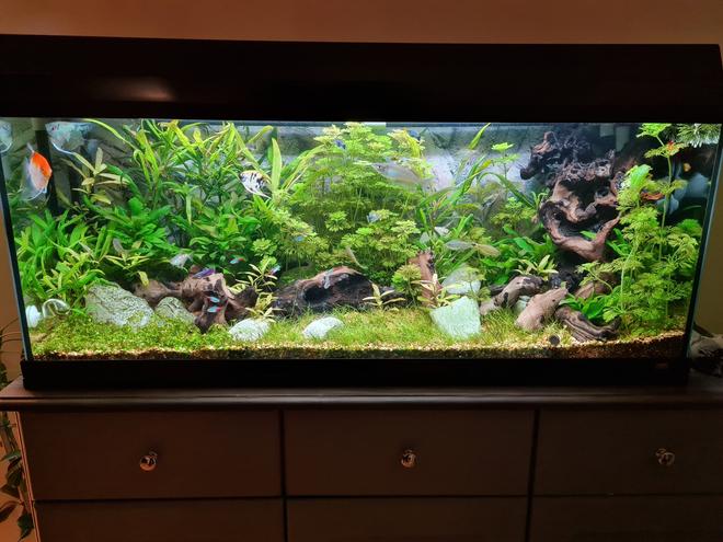 27 gallons planted tank (mostly live plants and fish) - My first planted tank