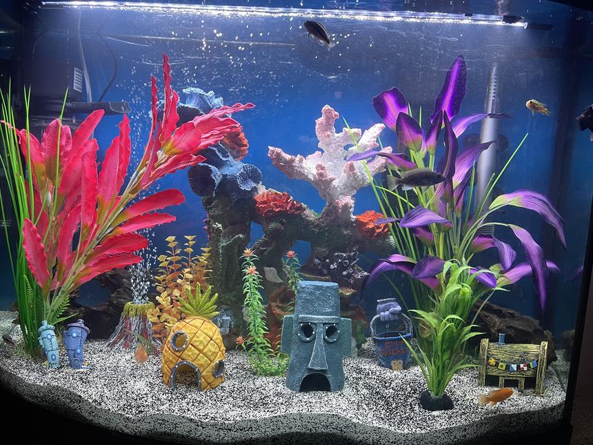 Rated #12: 36 Gallons Freshwater Fish Tank - My kids fish tank.