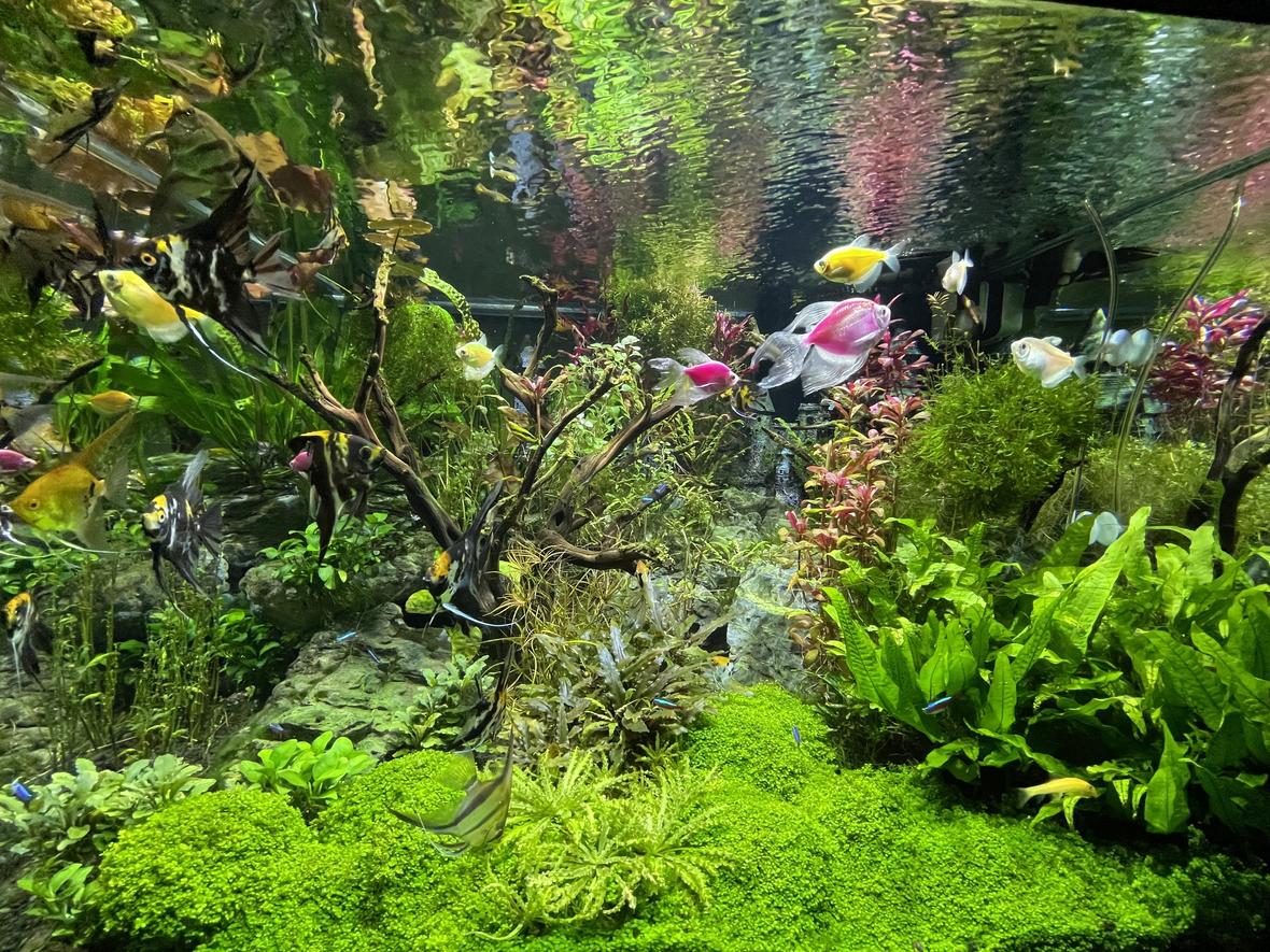 150 gallons planted tank (mostly live plants and fish) - 150g