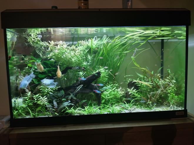 33 gallons planted tank (mostly live plants and fish) - 125 litre