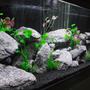 fish tank picture - .