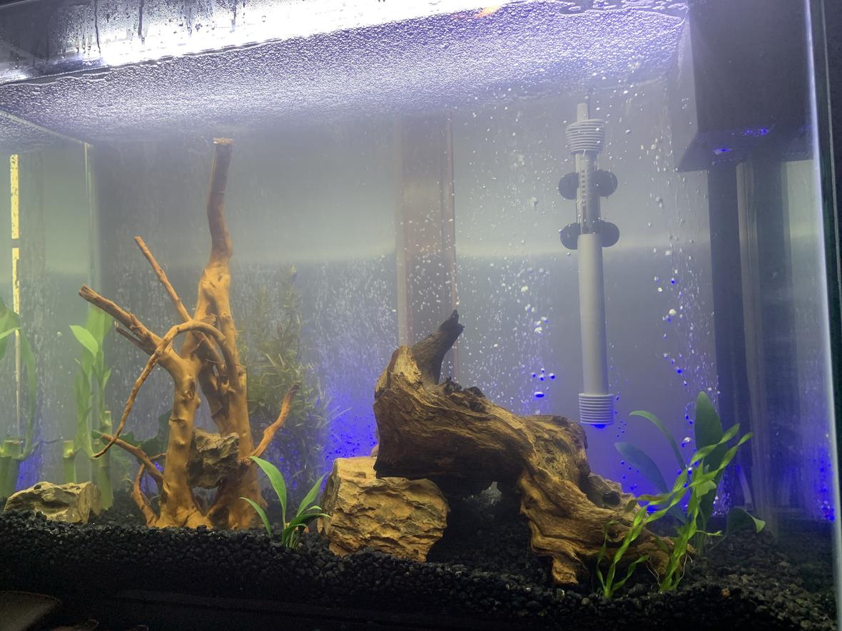 37 gallons freshwater fish tank (mostly fish and non-living decorations) - New tank