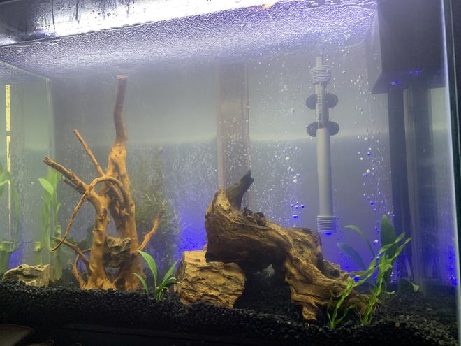 37 gallons freshwater fish tank (mostly fish and non-living decorations) - New tank