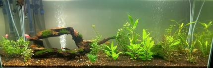 55 gallons planted tank (mostly live plants and fish) - Live artwork