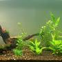 55 gallons planted tank (mostly live plants and fish) - Live artwork