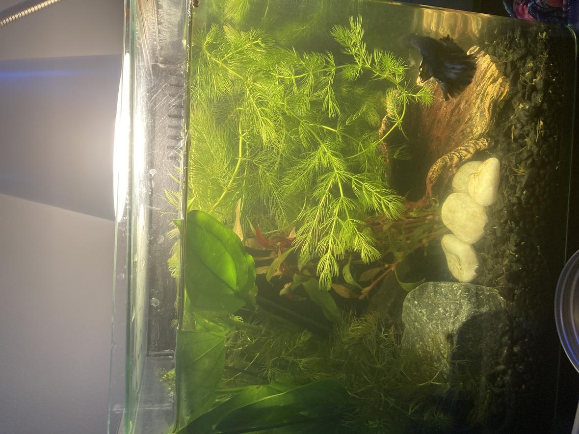 4 gallons planted tank (mostly live plants and fish) - Black/Blue Delta Fin Betta, Ghost Shrimp, Planted