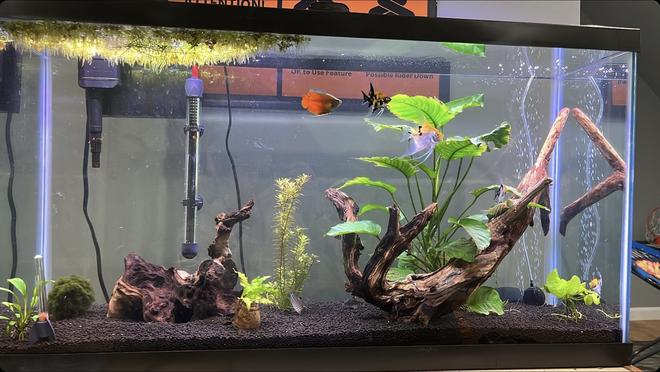 38 gallons planted tank (mostly live plants and fish) - One of my two tanks, it`s around 2 months old and doing great