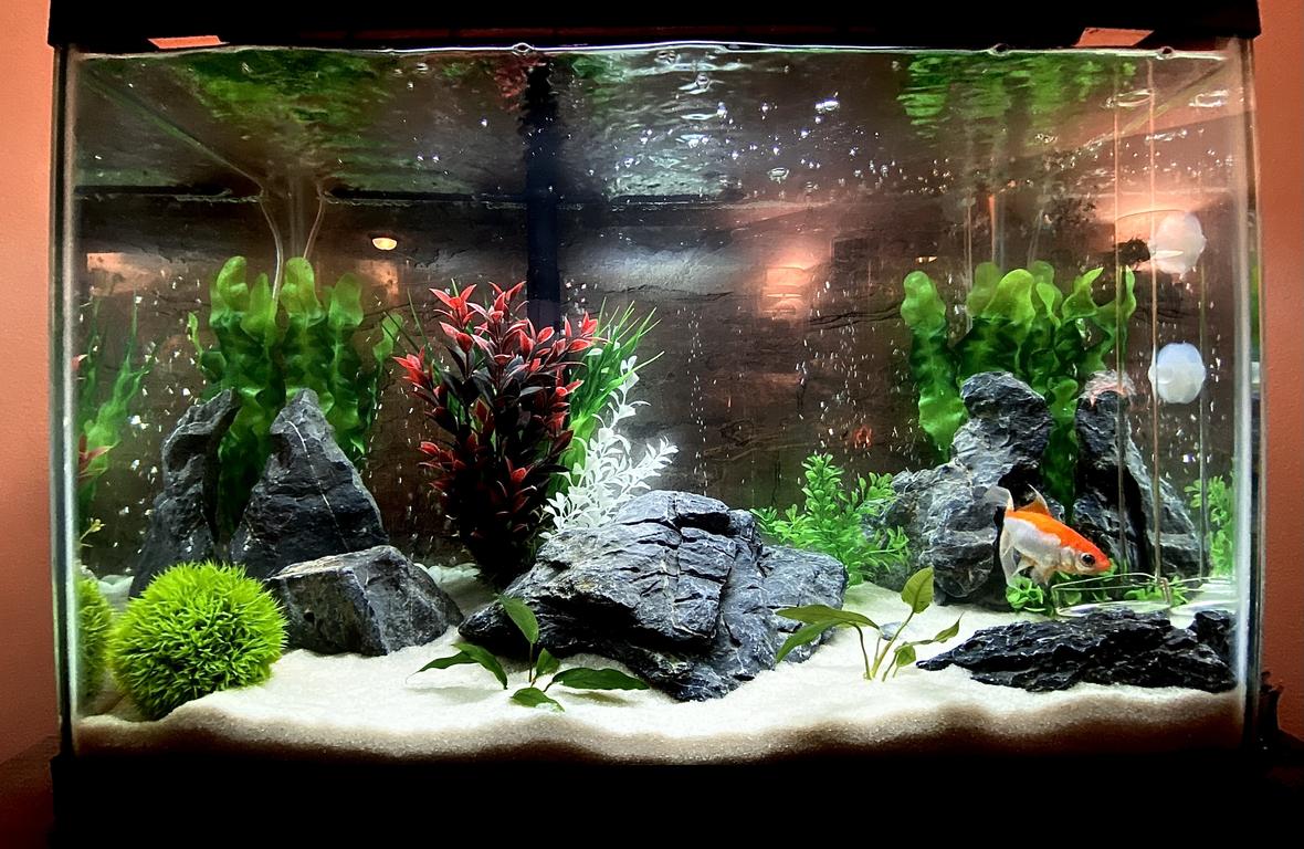 freshwater fish stocking in 20 gallons tank - Arthur Curry, aka Aquaman