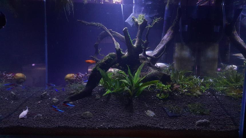 Rated #19: 21 Gallons Planted Tank - Scaped 3 days ago 21 gallon tank  follow @someone_you_might_knoe in Instagram