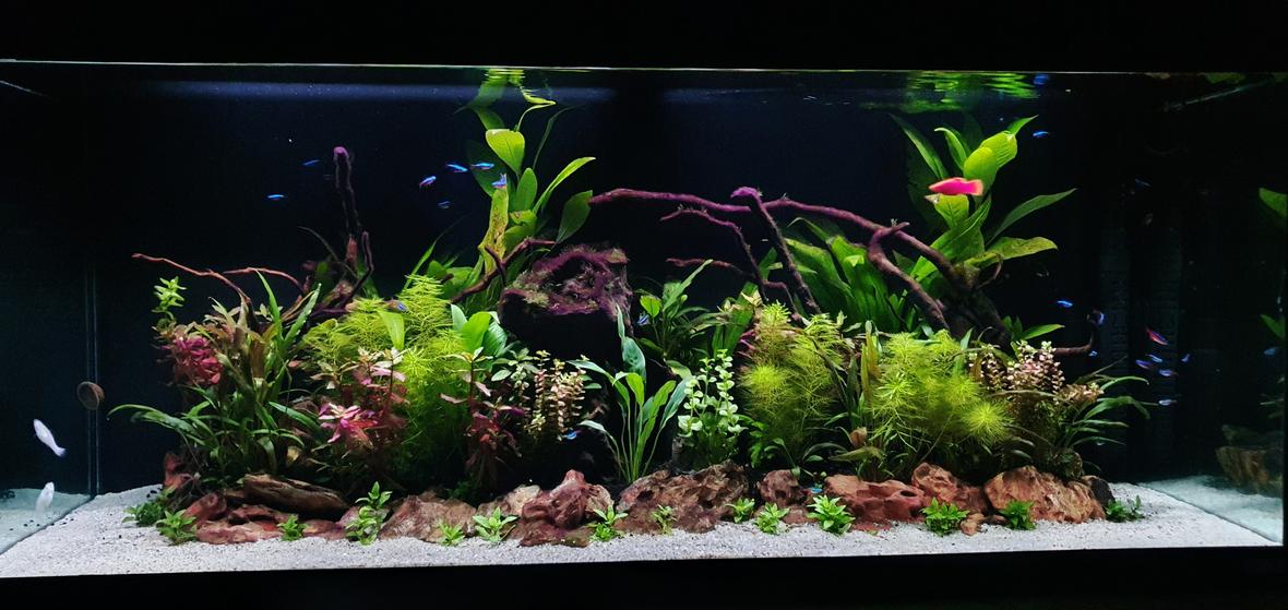 53 gallons planted tank (mostly live plants and fish) - 07022022