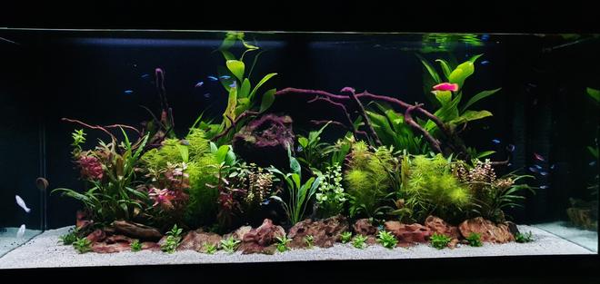 53 gallons planted tank (mostly live plants and fish) - 07022022