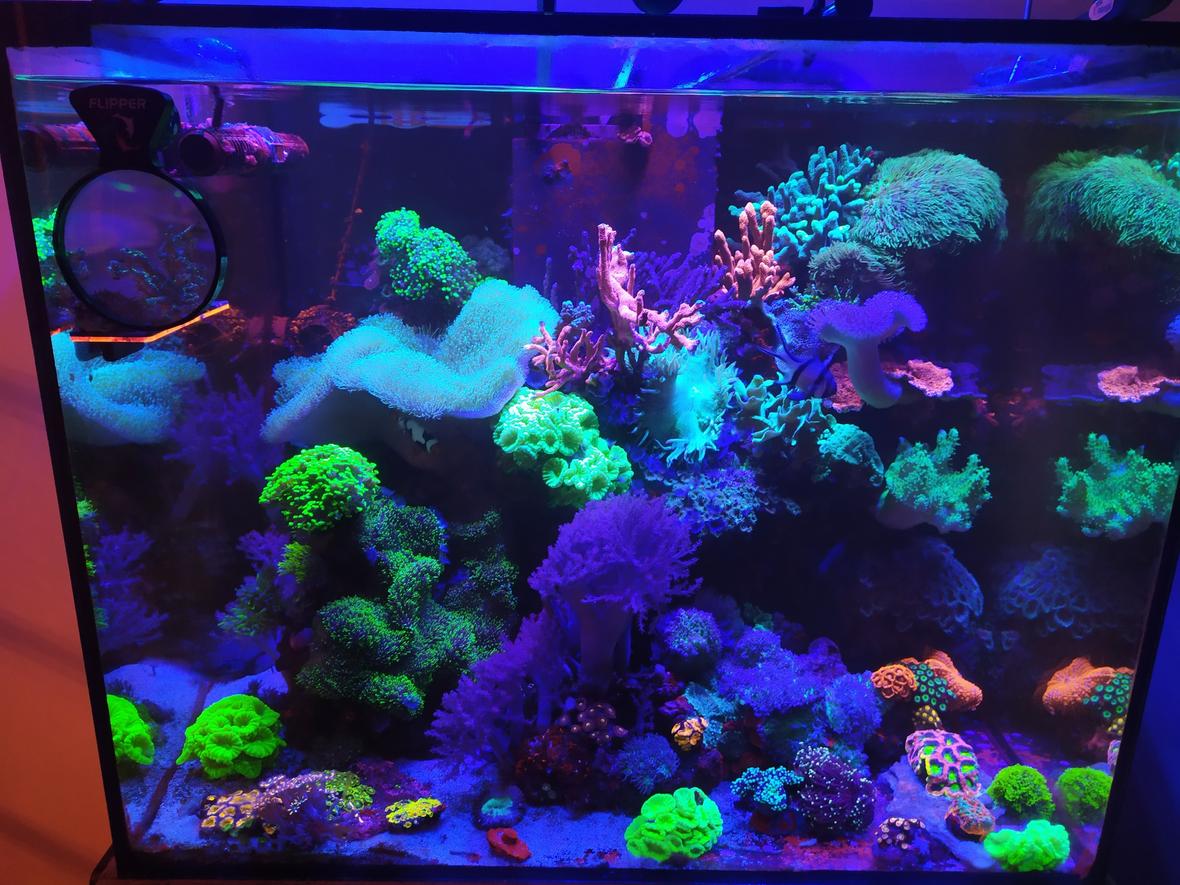 87 gallons reef tank (mostly live coral and fish) - Main tank