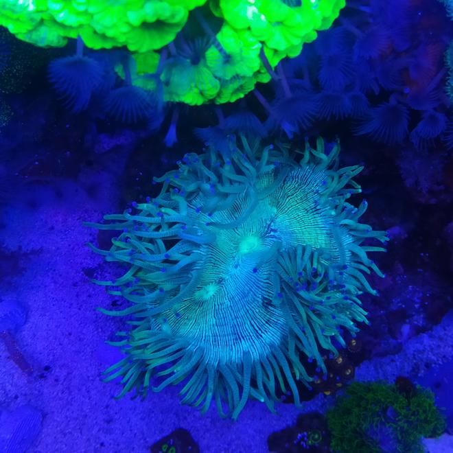 corals inverts stocking in 87 gallons tank - Catalaphyllia