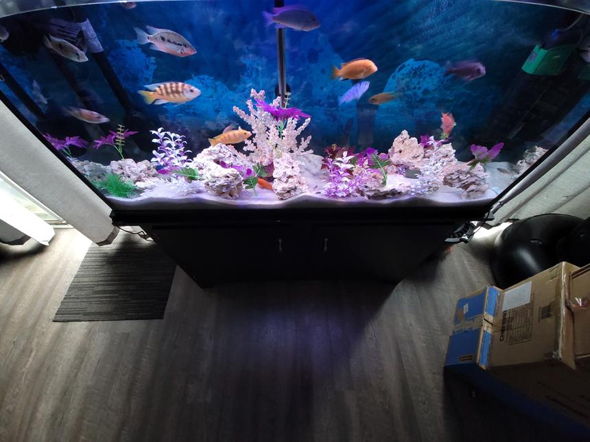 Rated #8: 65 Gallons Freshwater Fish Tank - FISHES