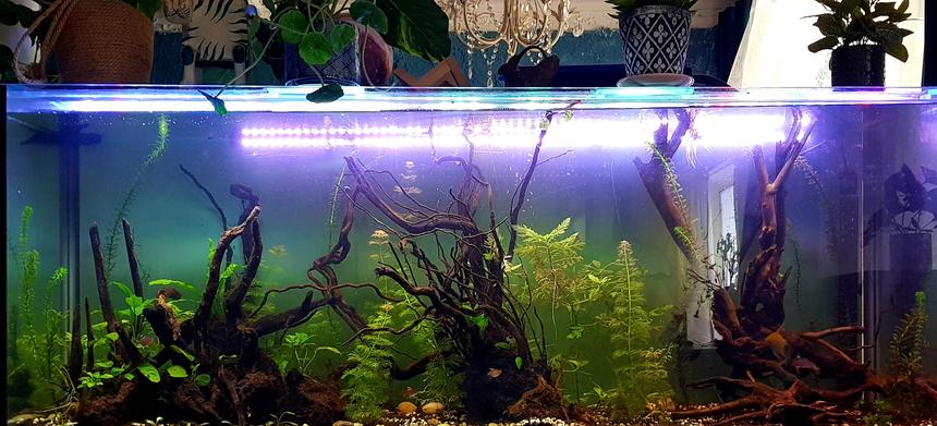 Rated #3: 100 Gallons Planted Tank - Angelfish and Ornate Tetra, Planted, Work in Progress