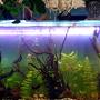 100 gallons planted tank (mostly live plants and fish) - Angelfish and Ornate Tetra, Planted, Work in Progress