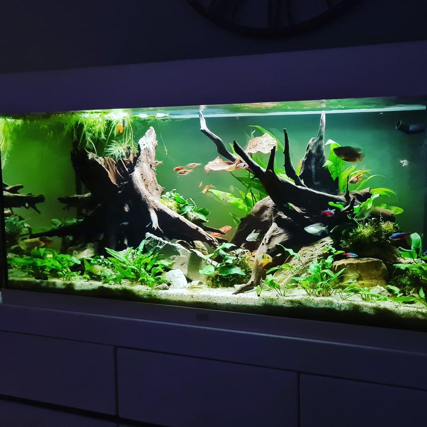 Rated #19: 39 Gallons Planted Tank - Most recent my tank