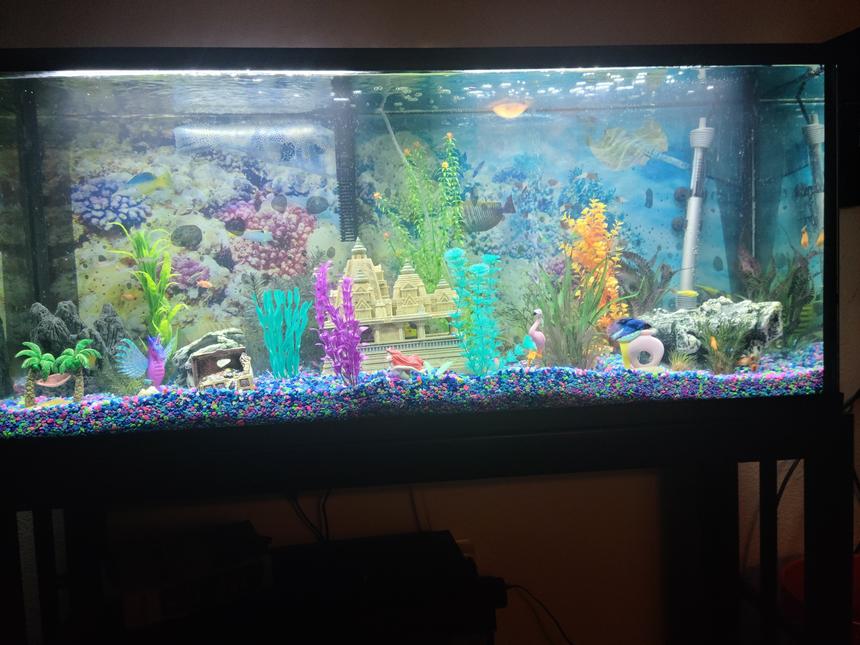 Rated #7: Freshwater Fish Stocking In 55 Gallons Tank - My new tank