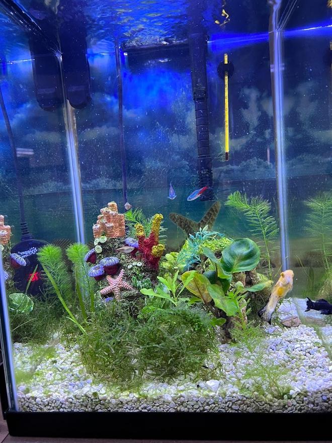 10 gallons freshwater fish tank (mostly fish and non-living decorations) - front of my tank - march 2022