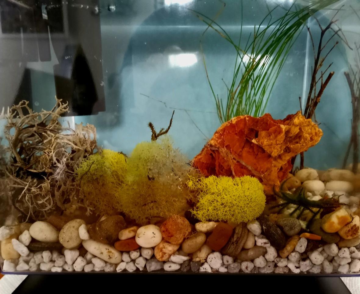 3 gallons planted tank (mostly live plants and fish) - Novice