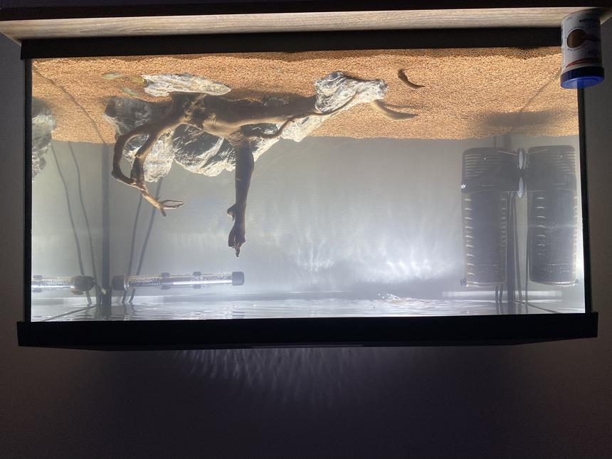 Rated #8: Freshwater Fish Stocking In 25 Gallons Tank - Any suggestions what I should put in my 105ltr. Atm I have 6 sebra danios and would like to get a bristlenose. Also what are peoples opinions on the tank?