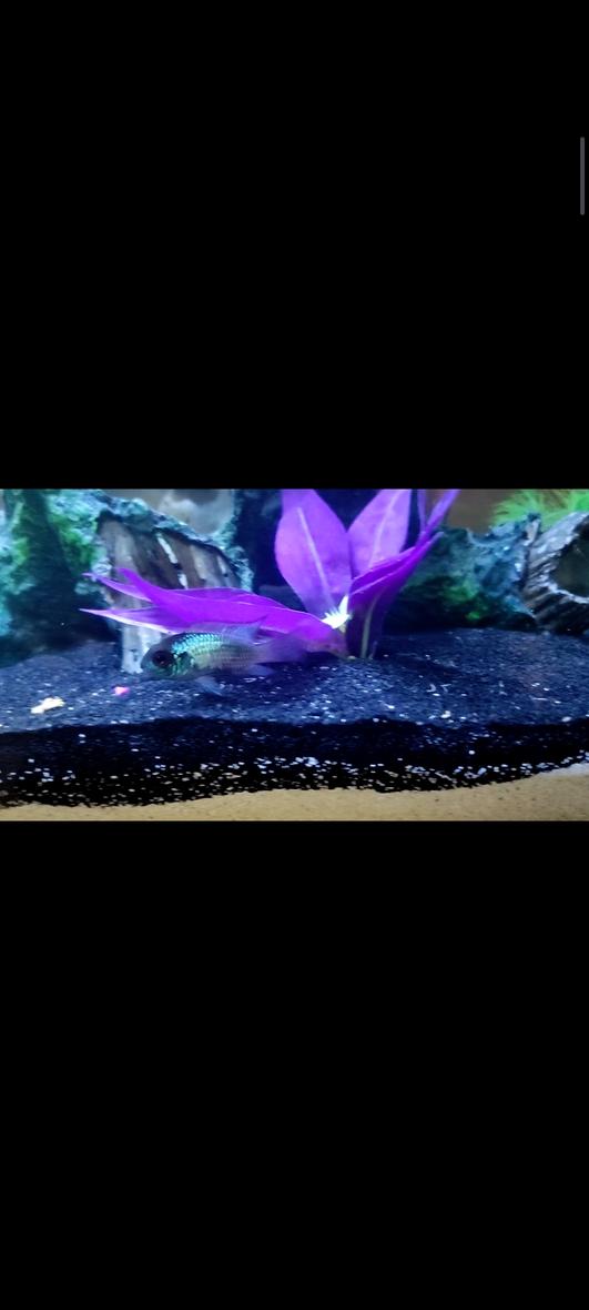 Rated #10: Freshwater Fish Stocking In 30 Gallons Tank - Electric blue