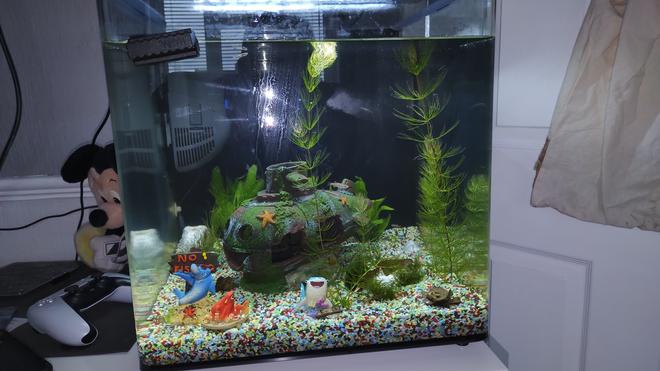 14 gallons planted tank (mostly live plants and fish) - Aquarium