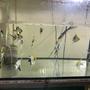 14 gallons freshwater fish tank (mostly fish and non-living decorations) - Angelfishes
