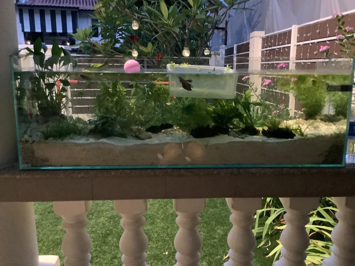 14 gallons planted tank (mostly live plants and fish) - betta fish tank with quarantined male