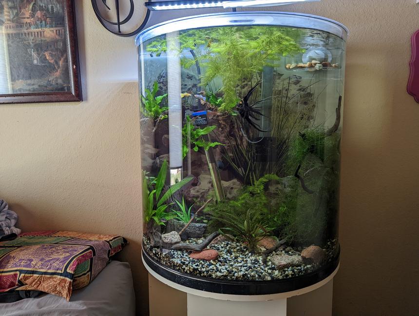 Rated #24: 30 Gallons Planted Tank - 30 Gallon half moon