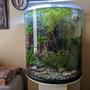 30 gallons planted tank (mostly live plants and fish) - 30 Gallon half moon