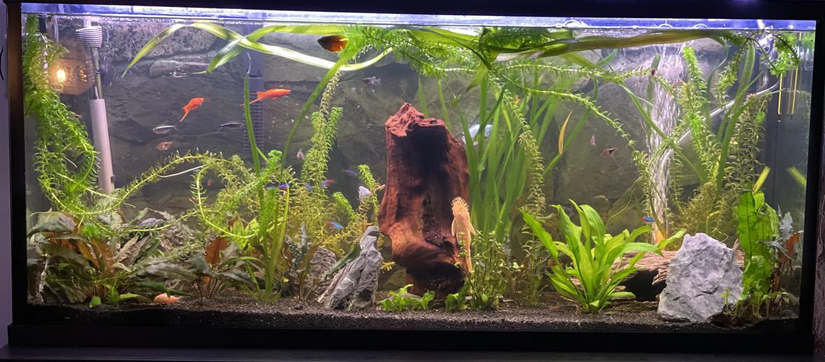 55 gallons planted tank (mostly live plants and fish) - My work in progress hobby