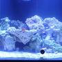 120 gallons saltwater fish tank (mostly fish, little/no live coral) - Just the beginning