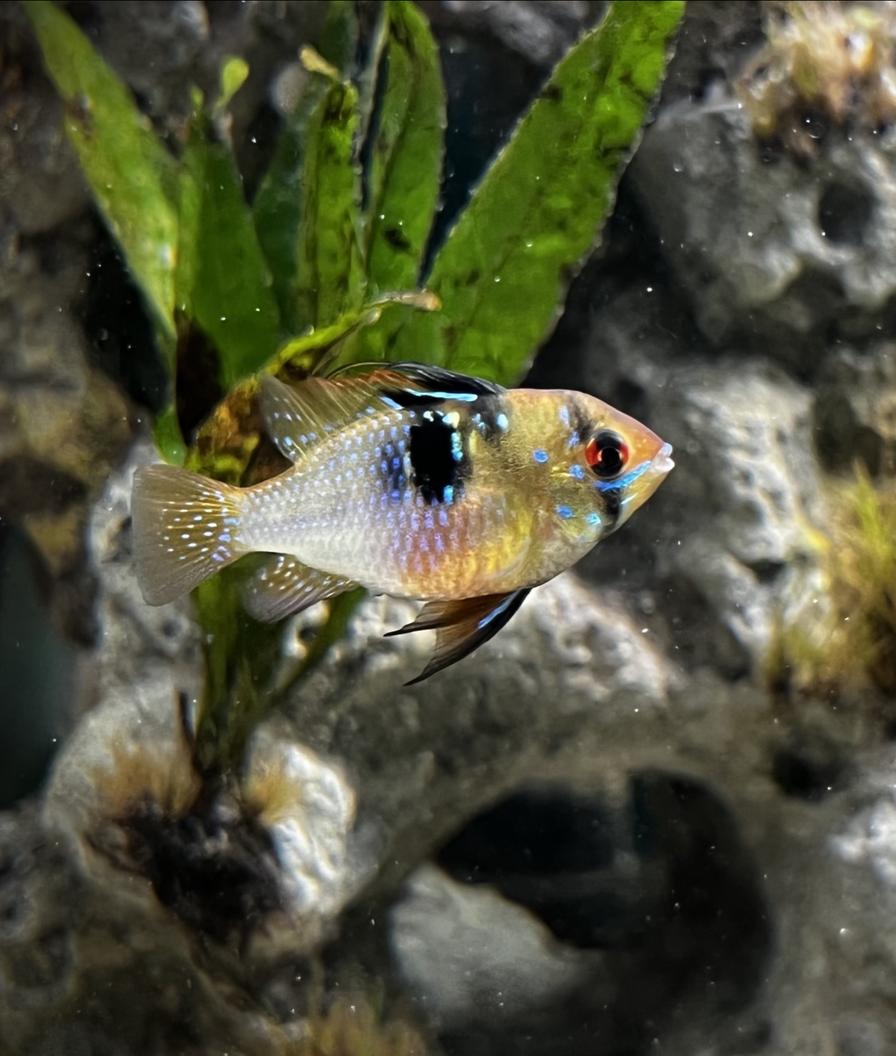 Rated #38: 75 Gallons Planted Tank - Boss Lady